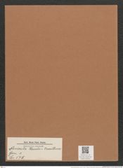 Navicula pseudo-bacillum (de-Toni-Nr.: Genus 1, Species 575) Zeichnungen Sammlung Grunow Mappe 00502 (Herbarium_W_Grunow_drawings_Folder_00502)